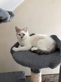 Ragdoll Cats Available for Adoption - Navi New Moon | PetCurious