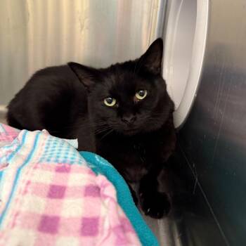 Glen -  Domestic Short Hair Cat for Adoption in Los Angeles, California - Glen | PetCurious