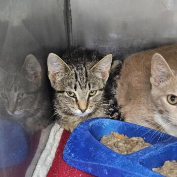 Rebecca -  Domestic Short Hair Cat for Adoption in Ridgely, Maryland - Rebecca | PetCurious