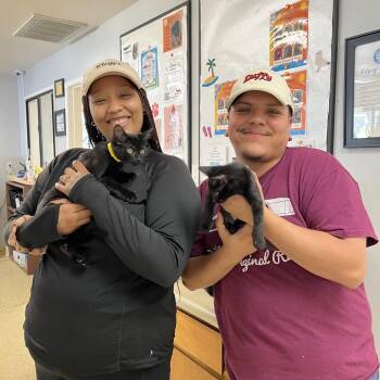 Salted Caramel -  Domestic Short Hair Cat for Adoption in Buellton, California - Salted Caramel | PetCurious