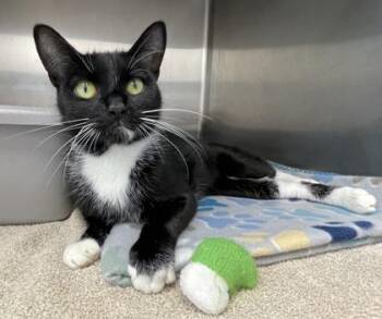 Rescue Domestic Short Hair and Tuxedo Cats for Adoption in Orland Hills, Illinois - Princess Leia | PetCurious