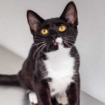 Ruben -  Domestic Short Hair Cat for Adoption in Hattiesburg, Mississippi - Ruben | PetCurious