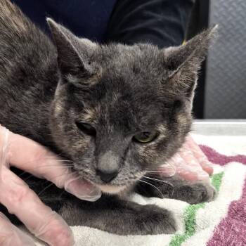 Domestic Short Hair Cats Available for Adoption in Vineland, New Jersey - Snickers | PetCurious