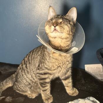 Maddy -  Domestic Short Hair Cat for Adoption in San Antonio, Texas - Maddy | PetCurious