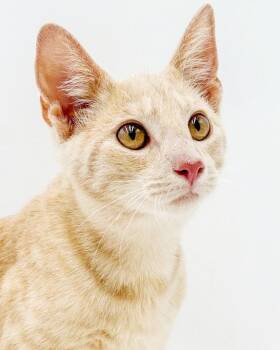 Colorado - He is so cute and cuddly - smaller than he appears -  -  Tabby and Bengal Cat for Adoption in Bedford Hills, New York - Colorado - He Is So Cute And Cuddly - Smaller Than He Appears -  | PetCurious