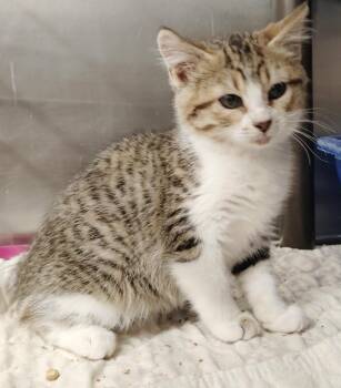 Domestic Short Hair Cats Available for Adoption in Republic, Missouri - Acadia | PetCurious