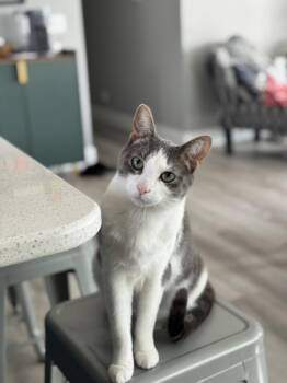 Leo -  Domestic Short Hair Cat for Adoption in Muskegon, Michigan - Leo | PetCurious