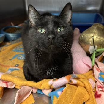 Domestic Short Hair Cats Available for Adoption - Tumnus | PetCurious