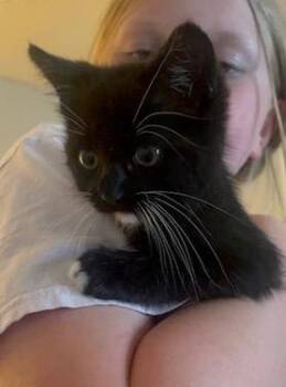 Pete -  Tabby Cat for Adoption in San Antonio, Texas - Pete | PetCurious