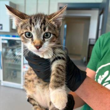 Fedex -  Domestic Short Hair Cat for Adoption in Huntington, West Virginia - Fedex | PetCurious