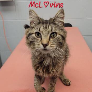 Domestic Medium Hair Cats Available for Adoption in Parkersburg, West Virginia - McLovins | PetCurious