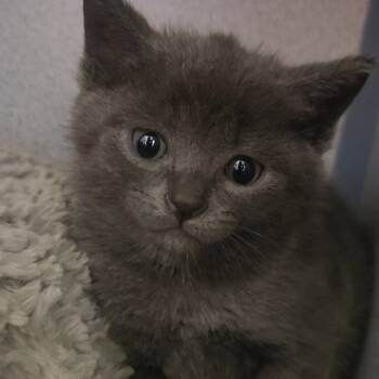 Rescue Domestic Short Hair Cats for Adoption in North Battleford, Saskatchewan - Captain Pawsma | PetCurious