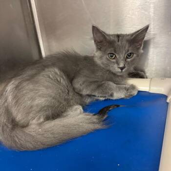 MJ -  Domestic Medium Hair Cat for Adoption in Los Angeles, California - MJ | PetCurious