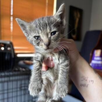 Mind Your Business -  Domestic Short Hair Cat for Adoption in Boerne, Texas - Mind Your Business | PetCurious