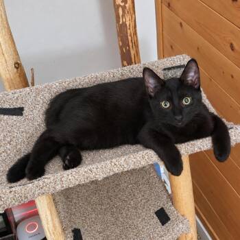 Jay -  Domestic Short Hair Cat for Adoption in Fairfax Station, Virginia - Jay | PetCurious