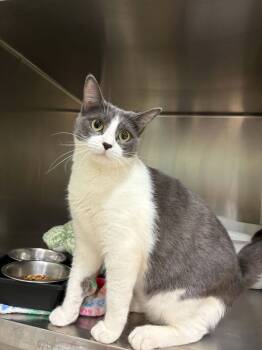 Essence -  Domestic Short Hair Cat for Adoption - Essence | PetCurious