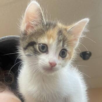 Domestic Short Hair Cats Available for Adoption - Mako | PetCurious