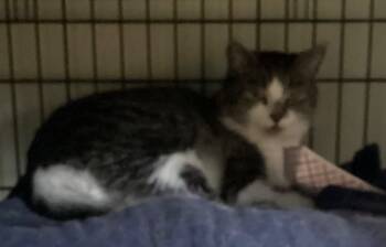 Rescue Domestic Short Hair Cats for Adoption in Muskegon, Michigan - ROBERT | PetCurious