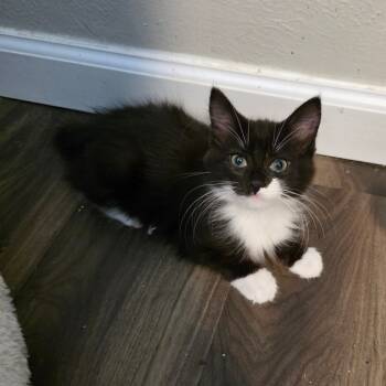 Rescue Domestic Long Hair and Manx Cats for Adoption in Fort Worth, Texas - Hanna | PetCurious