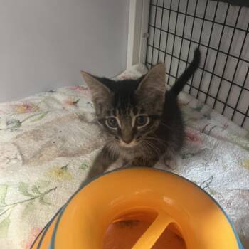 Donnie -  Domestic Short Hair Cat Available for Adoption in Sarasota, Florida - Donnie | PetCurious