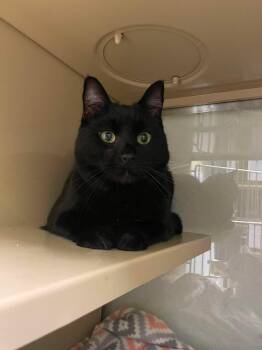 Hex and Tato -  Domestic Short Hair Cat for Adoption in Rochester, New Hampshire - Hex And Tato | PetCurious