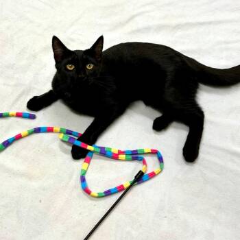 Pantera (and Tigress) -  Domestic Short Hair Cat for Adoption in Arlington, Virginia - Pantera (and Tigress) | PetCurious