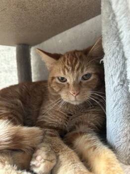 Rescue Domestic Short Hair Cats for Adoption in Dekalb, Illinois - Three Olives | PetCurious