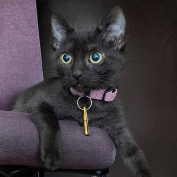 KEKE -  Domestic Short Hair Cat for Adoption in St. Louis, Missouri - KEKE | PetCurious