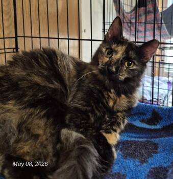 Calico Cats Available for Adoption in Thompson Falls, Montana - Fiona | PetCurious