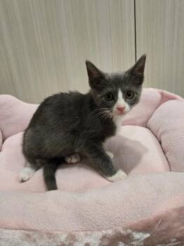 Luna -  Domestic Short Hair Cat for Adoption in West Palm Beach, Florida - Luna | PetCurious