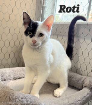 Roti -  Domestic Short Hair Cat for Adoption in Quail Heights, Florida - Roti | PetCurious