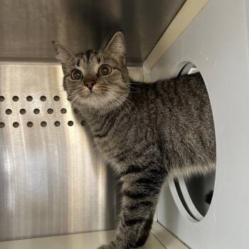 Bucatini -  Domestic Short Hair Cat for Adoption in Lynchburg, Virginia - Bucatini | PetCurious