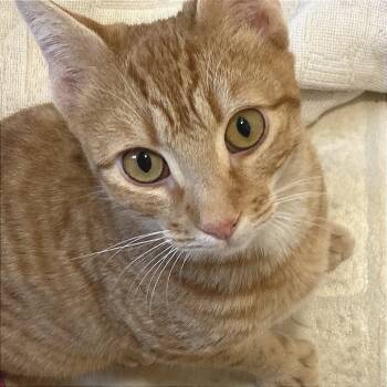Rescue Domestic Short Hair Cats for Adoption in Fredericksburg, Virginia - Reilly | PetCurious