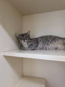 Domestic Short Hair Cats Available for Adoption - KC26-32 | PetCurious