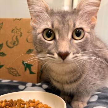 Domestic Medium Hair Cats Available for Adoption in Saint Charles, Missouri - Starla | PetCurious