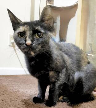 Rescue Domestic Short Hair Cats for Adoption in Philadelphia, Pennsylvania - Kitty | PetCurious