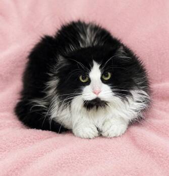 Domestic Long Hair Cats Available for Adoption in Copley, Ohio - Mara | PetCurious