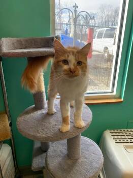 Leon -  Domestic Long Hair Cat for Adoption in Morgantown, Kentucky - Leon | PetCurious