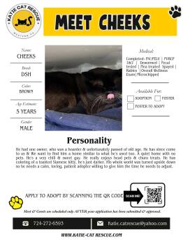 Siamese Cats Available for Adoption in Evans City, Pennsylvania - Cheeks | PetCurious