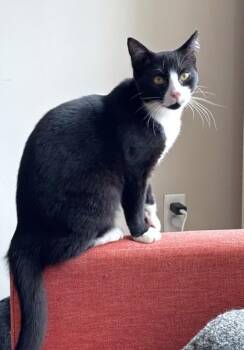 Domestic Short Hair Cats Available for Adoption - Karla | PetCurious