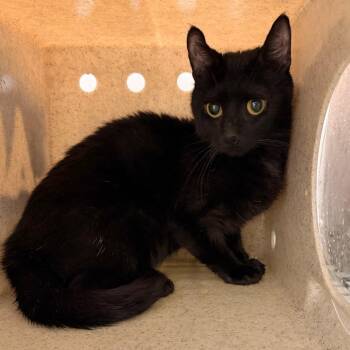 Voodoo -  Domestic Short Hair Cat for Adoption in Philadelphia, Pennsylvania - Voodoo | PetCurious