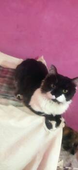 Rescue Persian Cats for Adoption in Wolcott, Connecticut - Panda | PetCurious