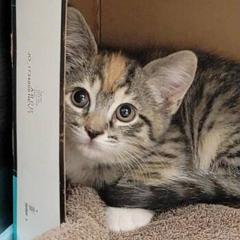Teva -  Domestic Short Hair Cat for Adoption in Salt Lake City, Utah - Teva | PetCurious