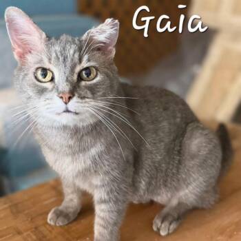 Domestic Short Hair Cats Available for Adoption in Waldorf, Maryland - Gaia | PetCurious