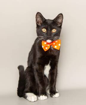 ROBIN -  Domestic Short Hair Cat for Adoption in Wyandotte, Michigan - ROBIN | PetCurious