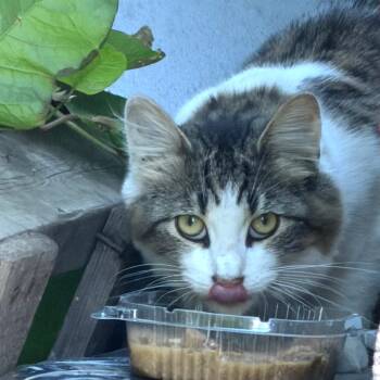 Hanna -  Domestic Short Hair Cat for Adoption - Hanna | PetCurious