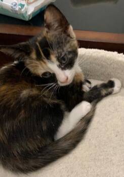 Samoa - Snack Pack -  Tortoiseshell Cat for Adoption in Anthem, Arizona - Samoa - Snack Pack | PetCurious