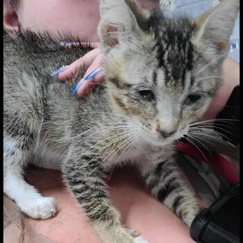 Rennala -  American Shorthair Cat for Adoption in Spring Hill, Kansas - Rennala | PetCurious