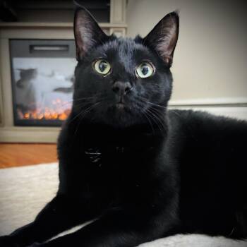 Domestic Short Hair Cats Available for Adoption in Buffalo, New York - Jade | PetCurious