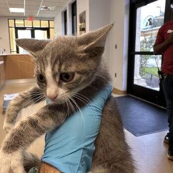 Eric -  Domestic Short Hair Cat for Adoption in West Palm Beach, Florida - Eric | PetCurious